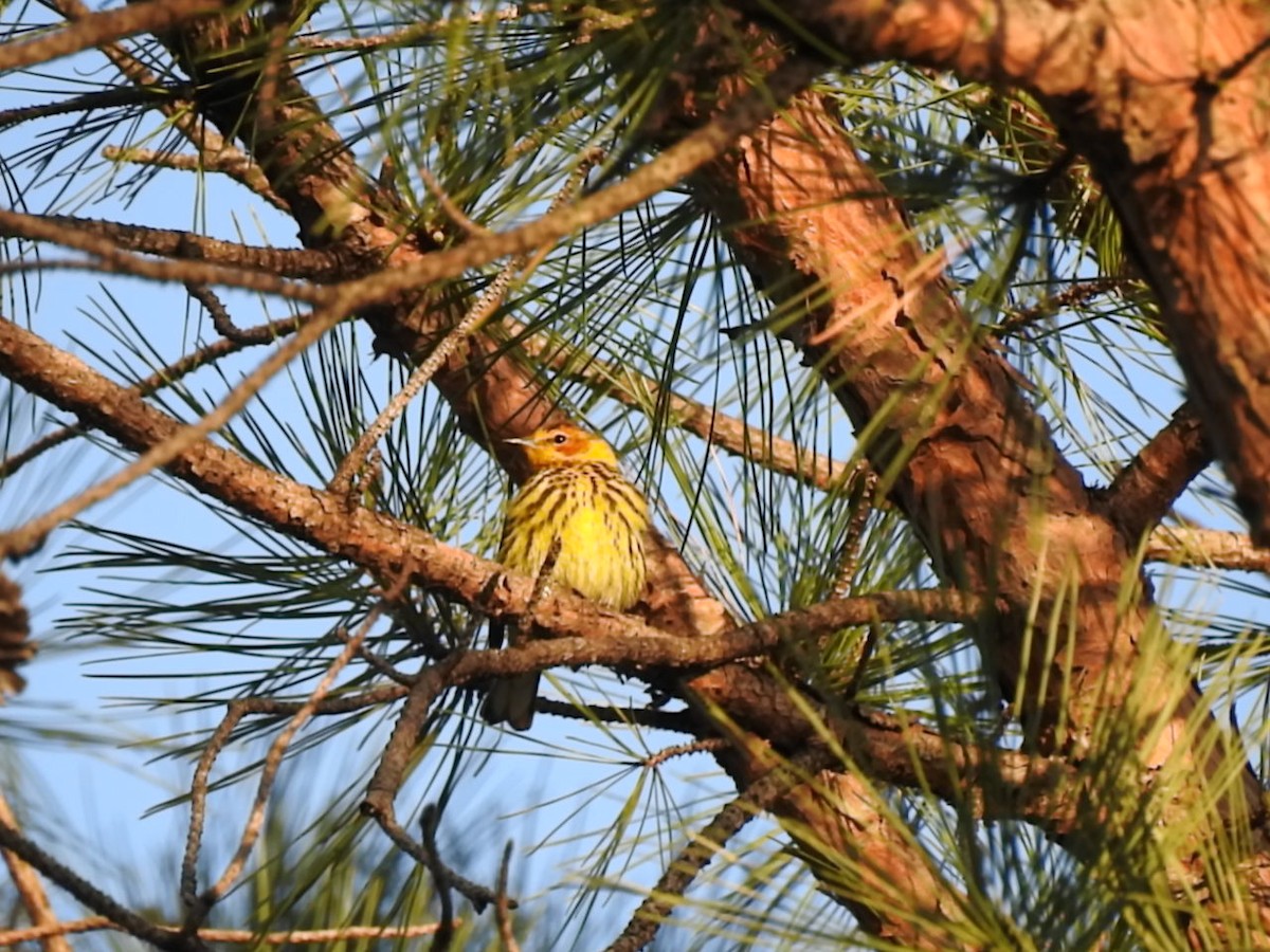 Cape May Warbler - ML440622791