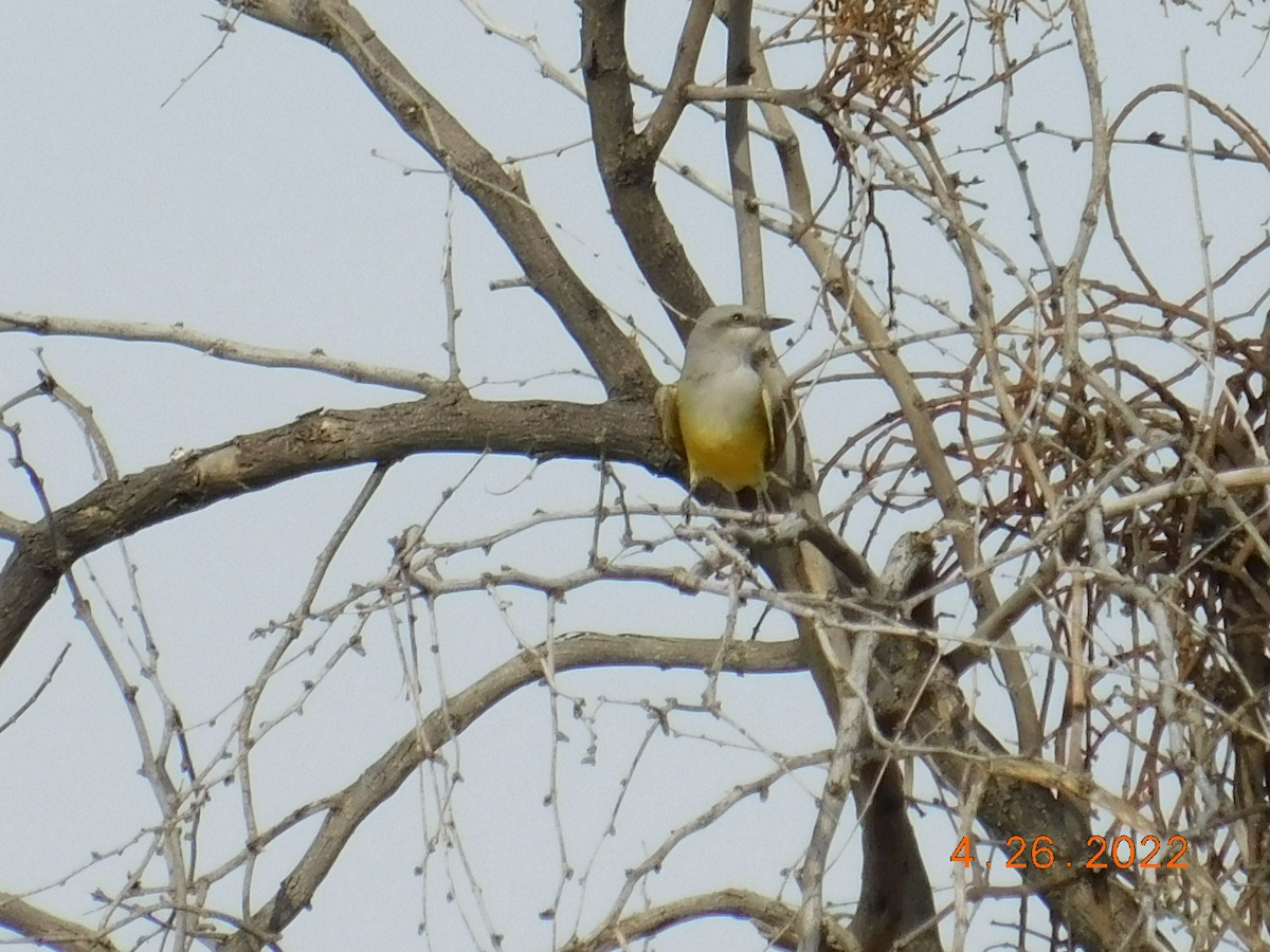 Western Kingbird - ML440622831