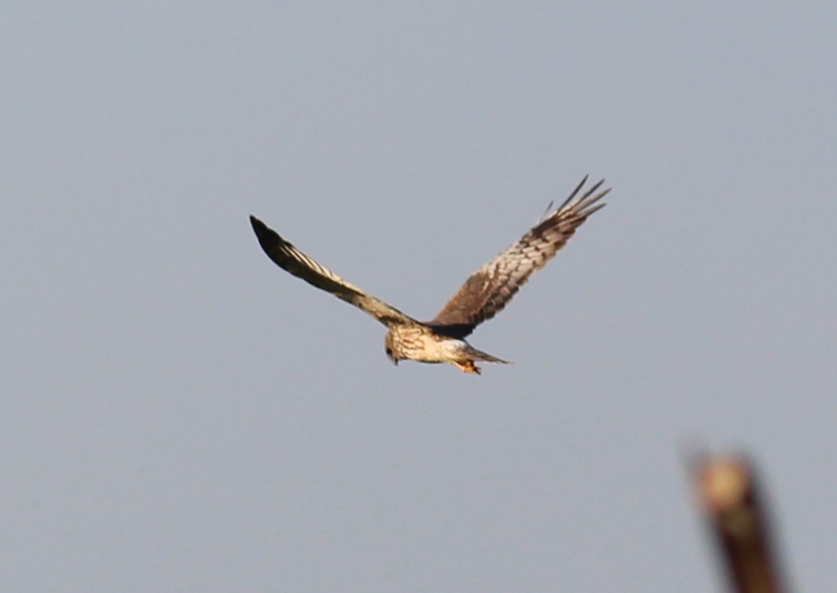 Eastern Marsh Harrier - ML44062291