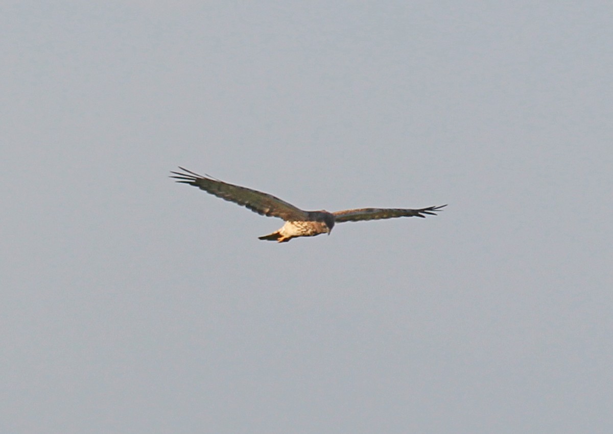 Eastern Marsh Harrier - ML44062321