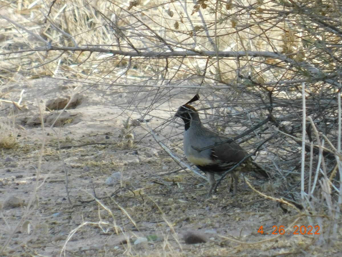 Gambel's Quail - ML440623331