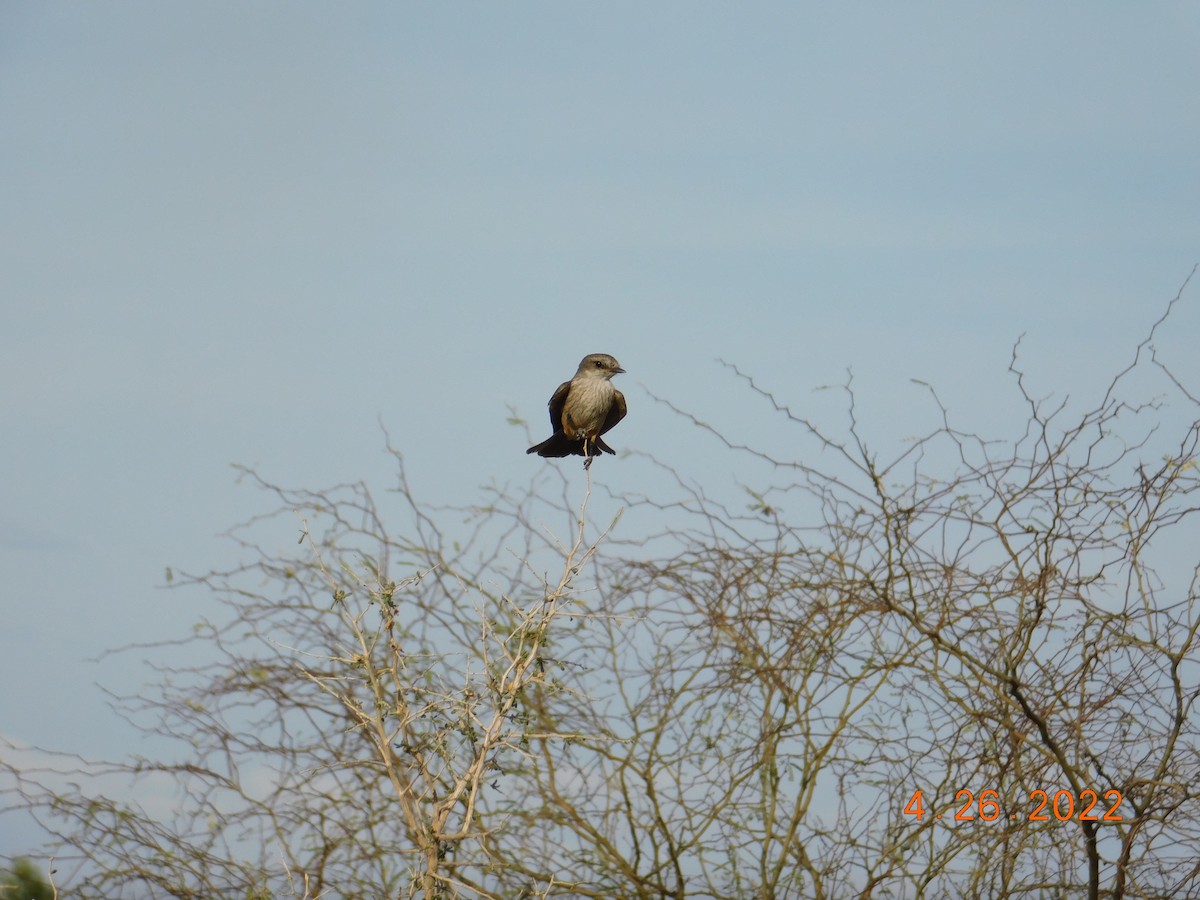 Vermilion Flycatcher - ML440623581