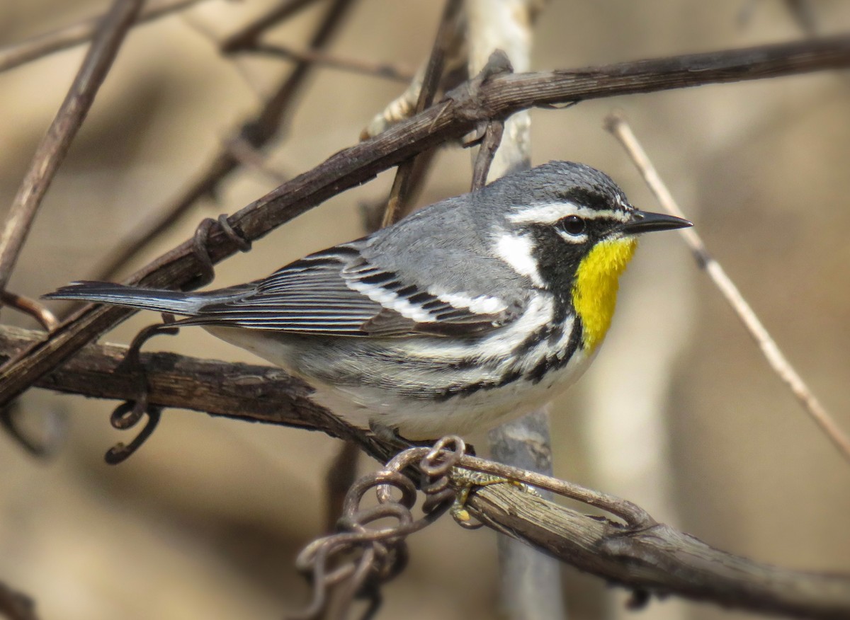 Yellow-throated Warbler - ML440623711