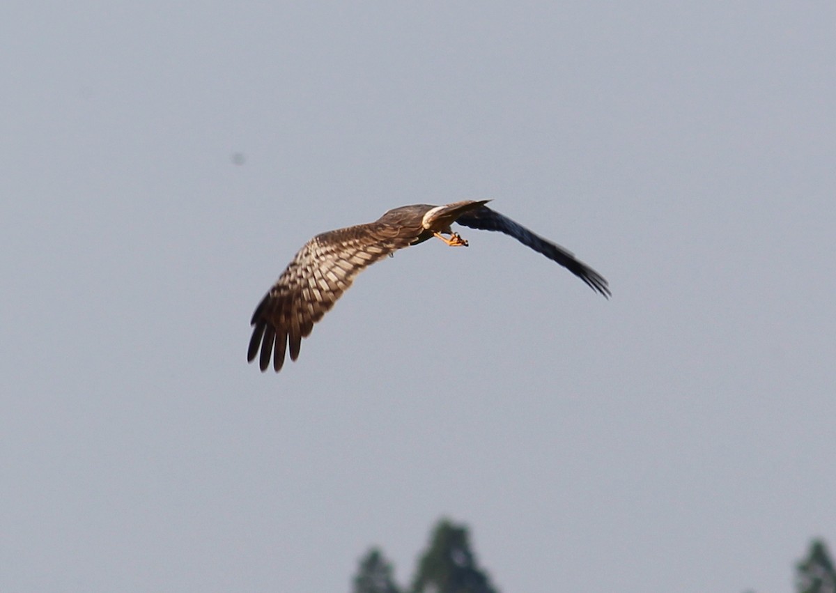 Eastern Marsh Harrier - ML44062381