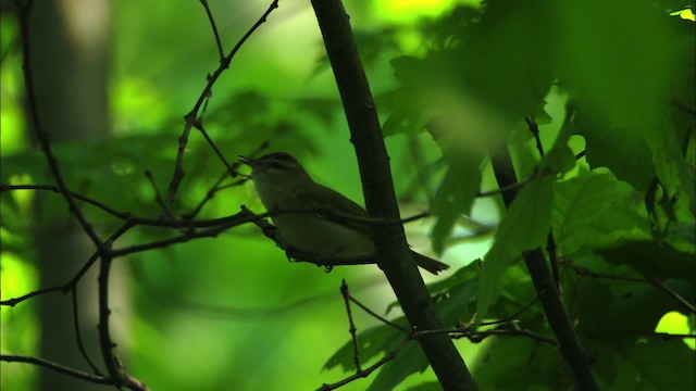 Red-eyed Vireo - ML440624