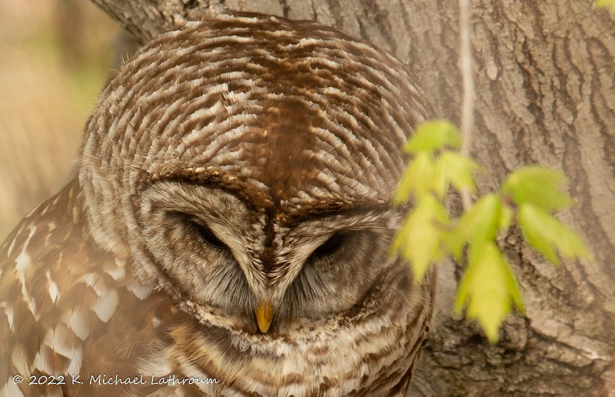 Barred Owl - ML440624191