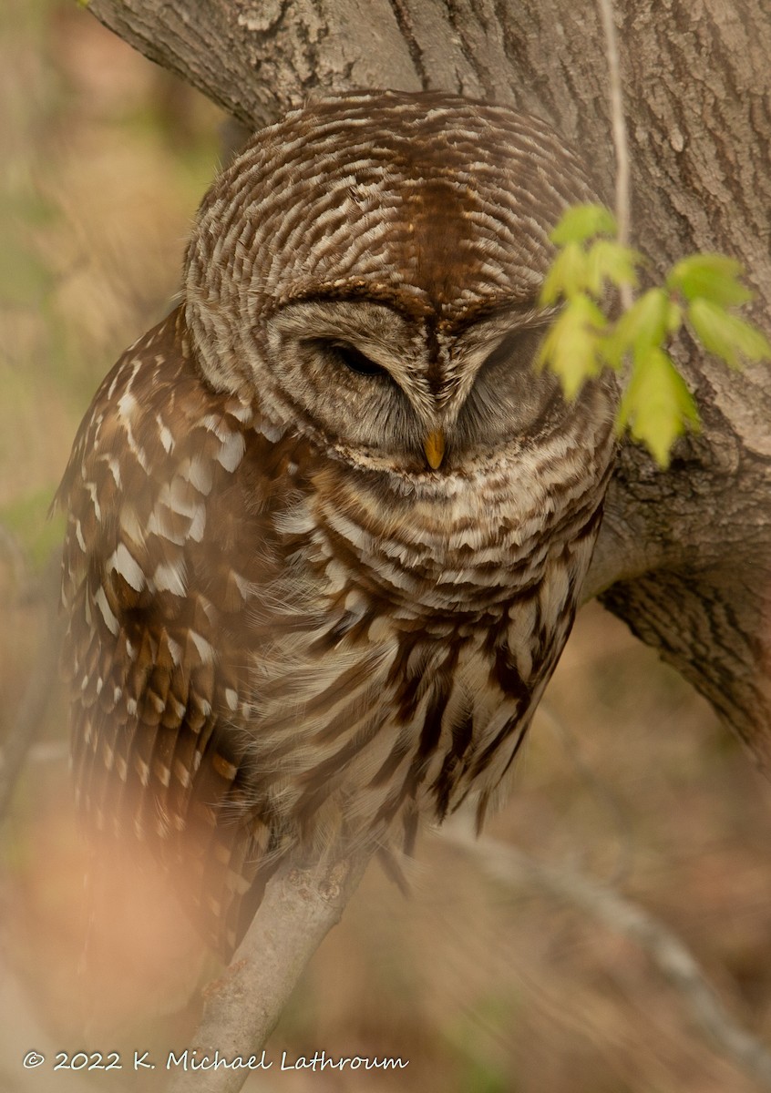 Barred Owl - ML440624231