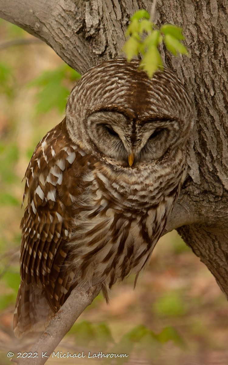 Barred Owl - ML440624251