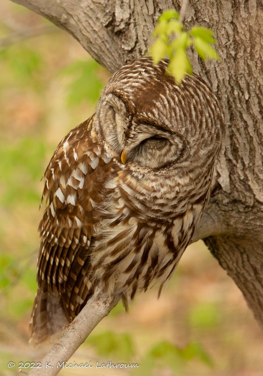 Barred Owl - ML440624271