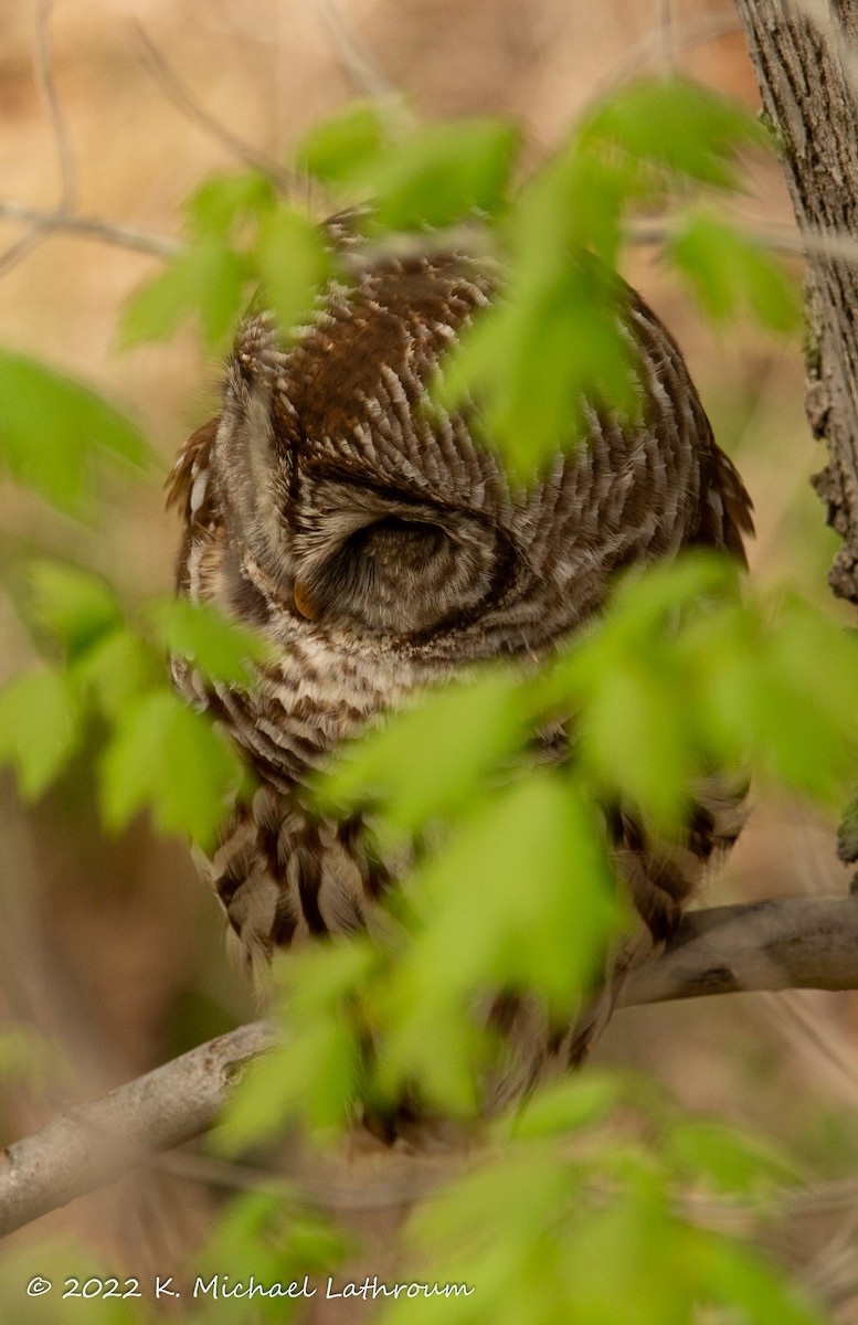 Barred Owl - ML440624311