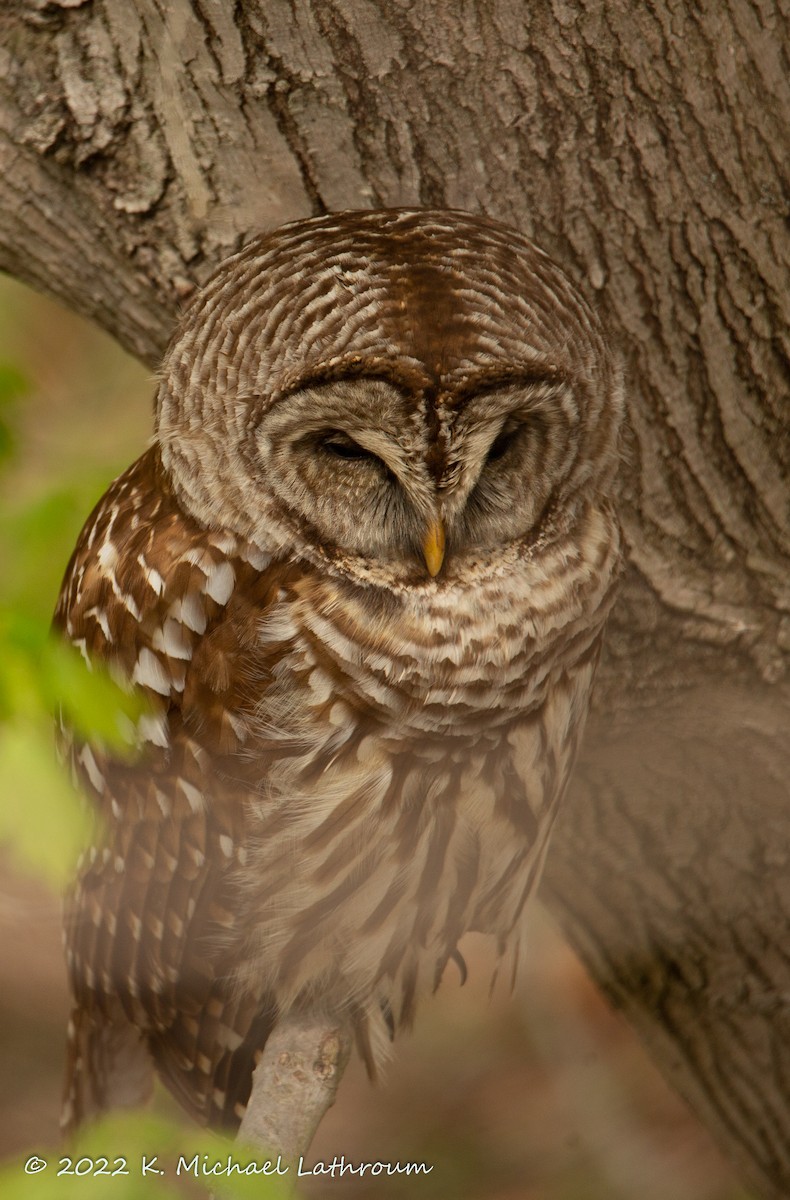 Barred Owl - ML440624361