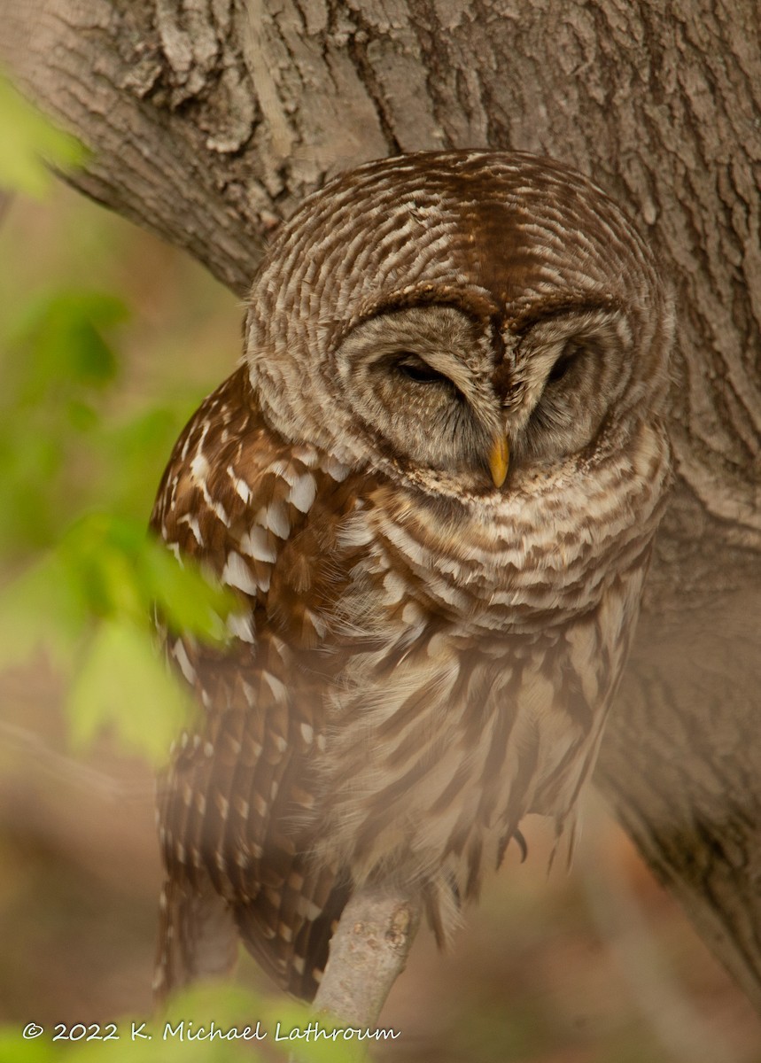 Barred Owl - ML440624371