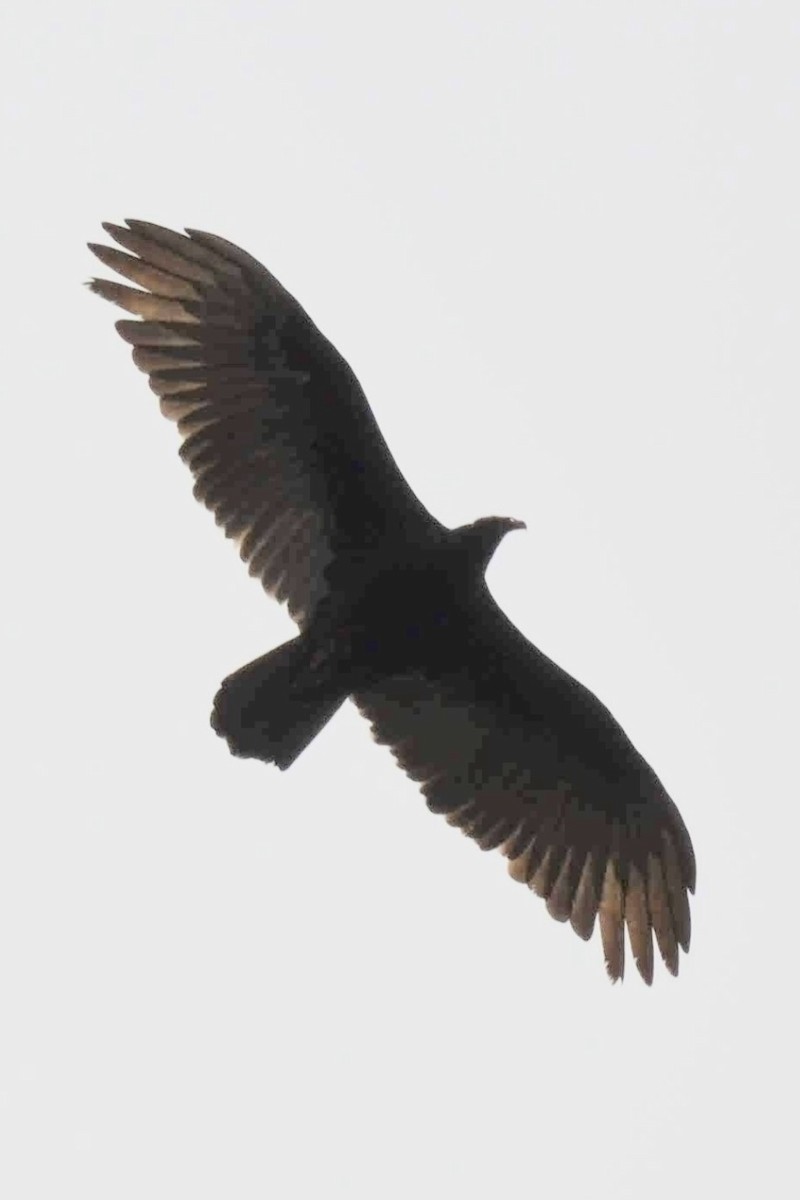 Turkey Vulture - ML440624641