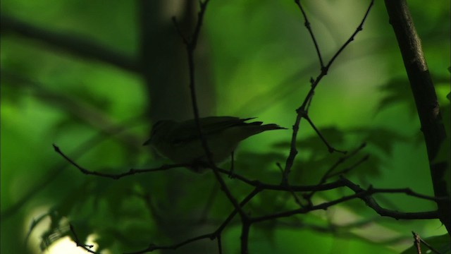 Vireo Ojirrojo - ML440625