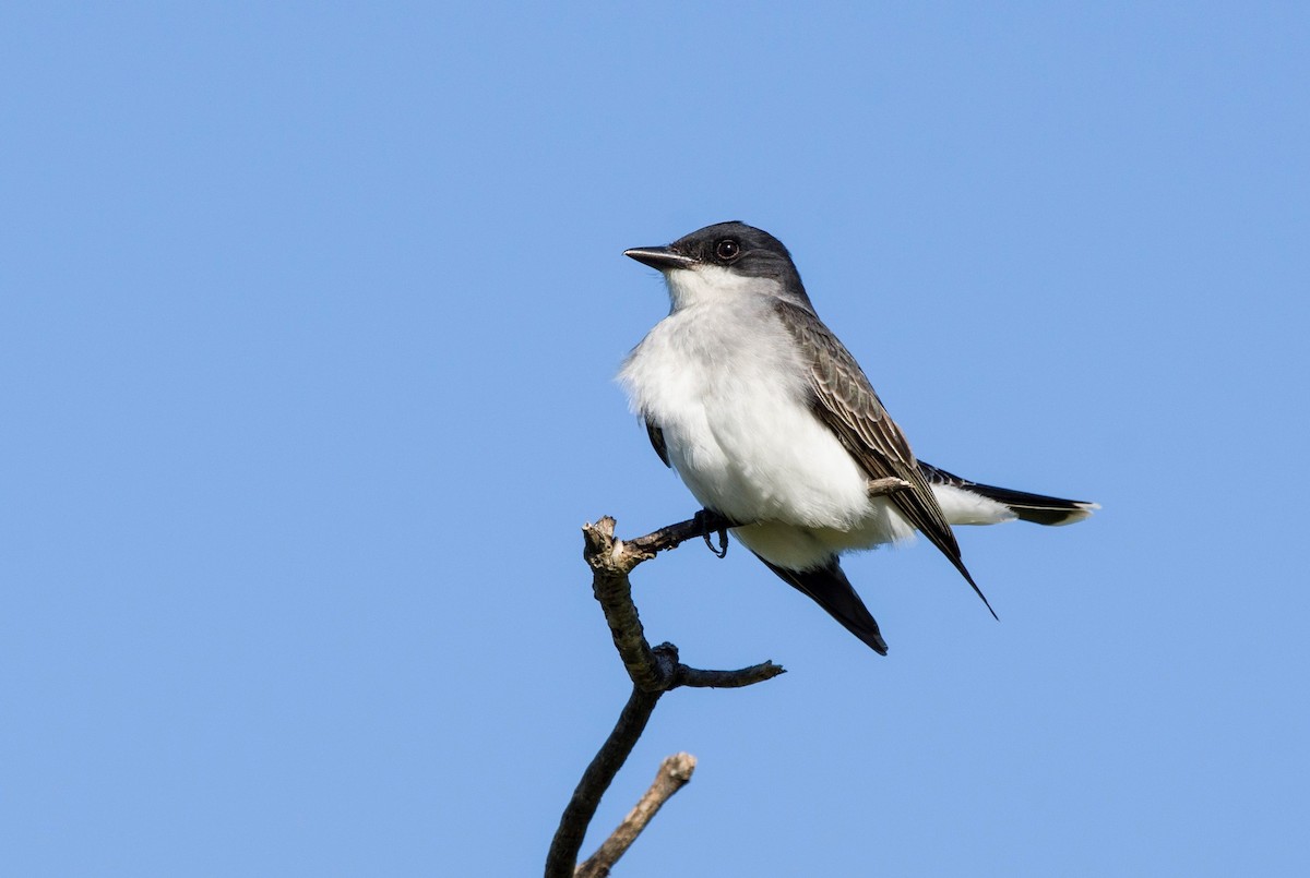 Eastern Kingbird - ML440625621