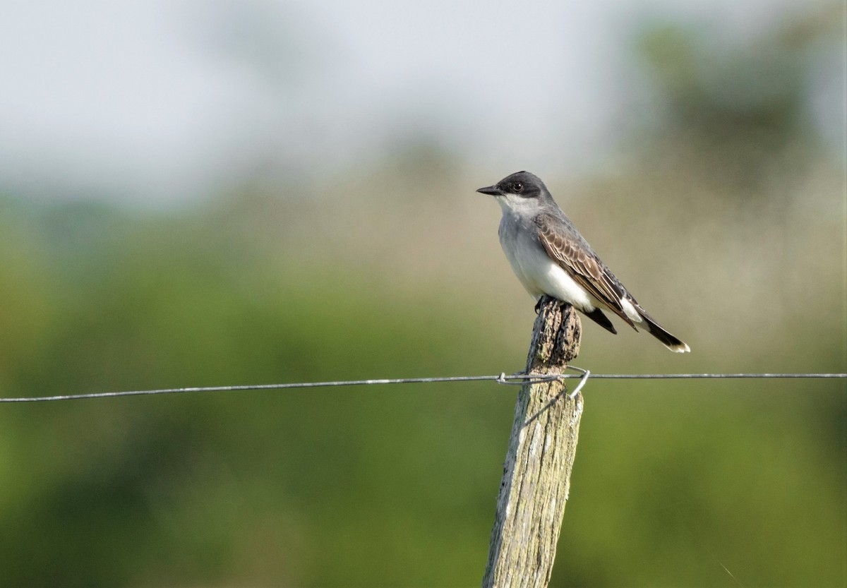 Eastern Kingbird - ML440625661