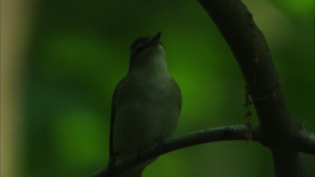 Vireo Ojirrojo - ML440626