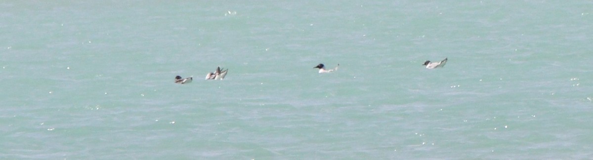 Franklin's Gull - ML440626041