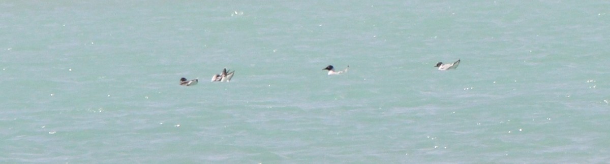 Franklin's Gull - ML440626041