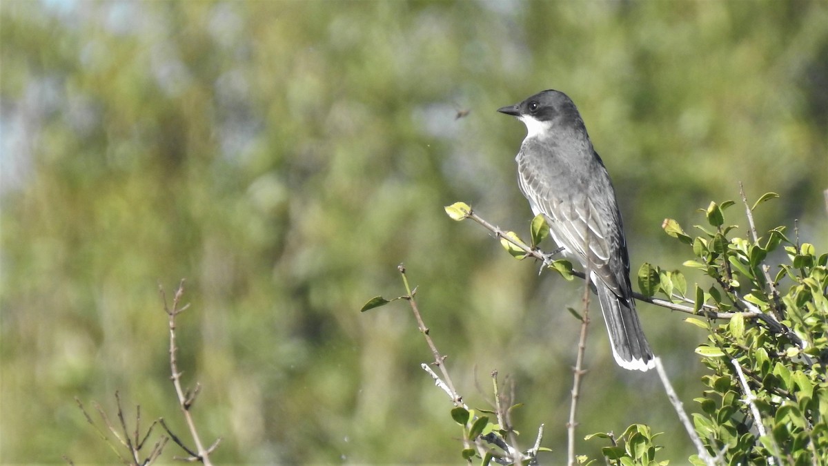 Eastern Kingbird - ML440626101