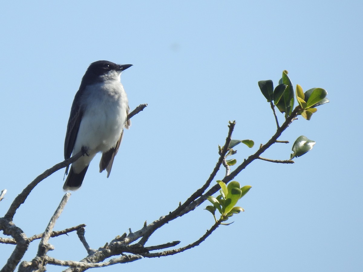 Eastern Kingbird - ML440626171