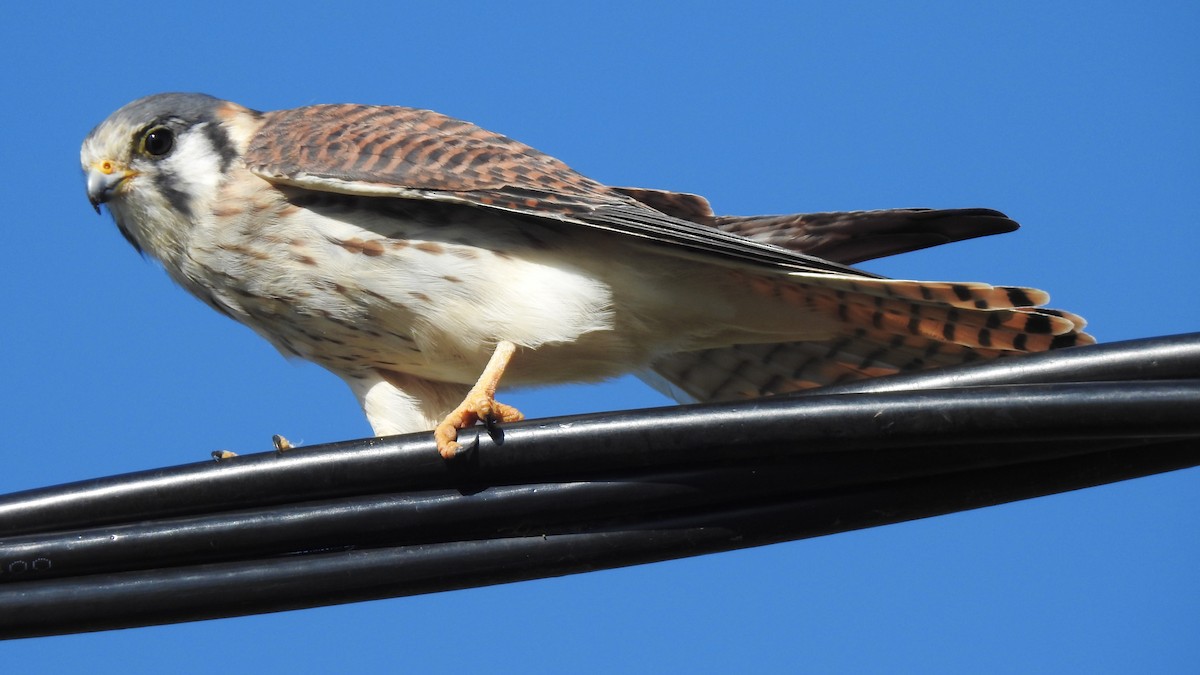 American Kestrel - ML440626231