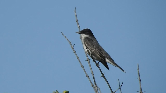 Eastern Kingbird - ML440626251