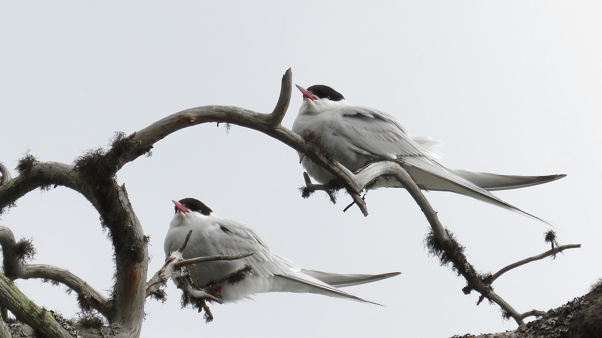 Arctic Tern - ML440627841