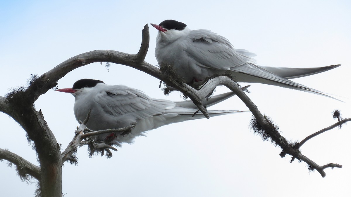 Arctic Tern - ML440627921