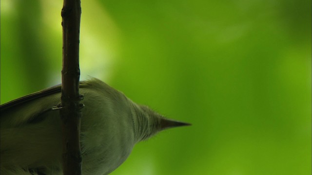 Vireo Ojirrojo - ML440628