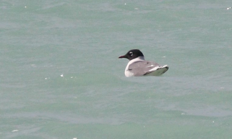 Franklin's Gull - ML440628071