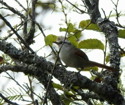 Stripe-crowned Spinetail - ML440629701