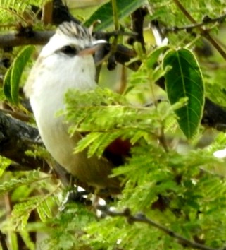 Stripe-crowned Spinetail - ML440629711