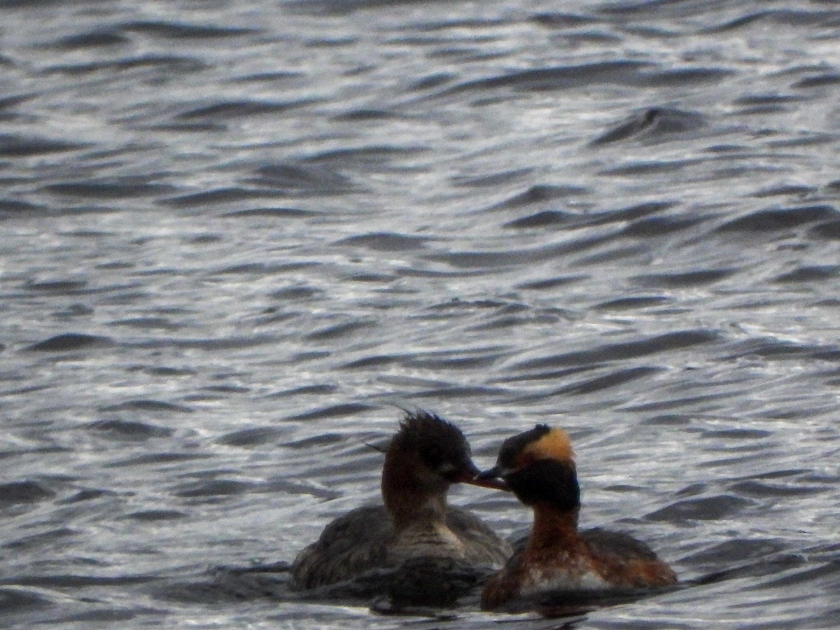 Horned Grebe - ML440630991