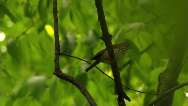 Ovenbird - ML440631