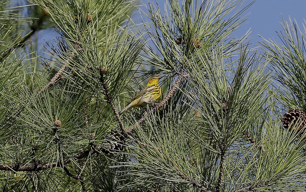 Cape May Warbler - Todd Humphrey