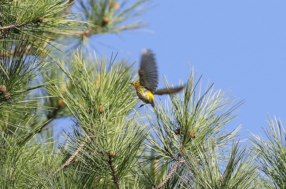 Cape May Warbler - Todd Humphrey