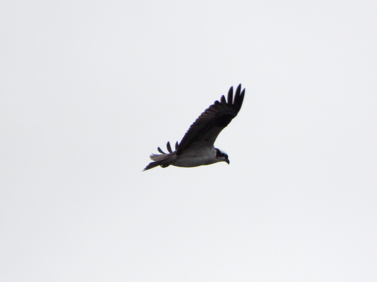 Balbuzard pêcheur - ML440631181