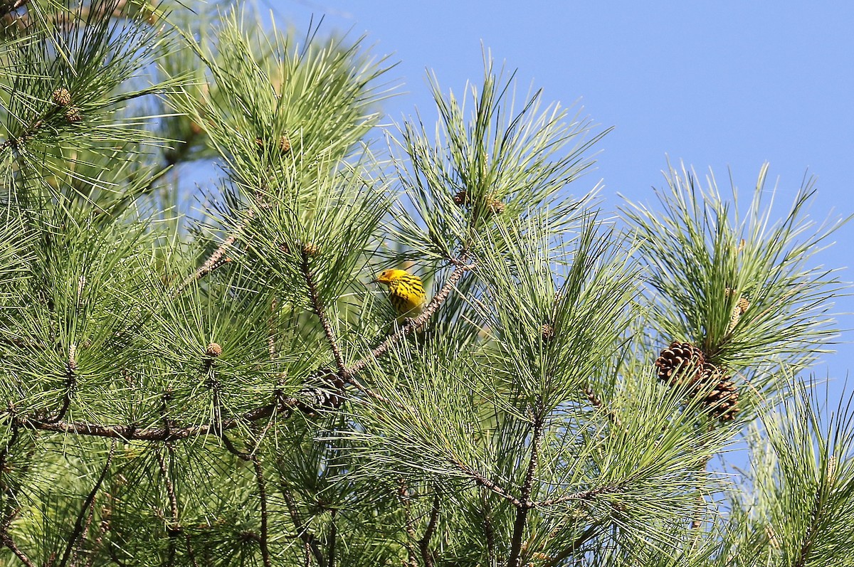 Cape May Warbler - Todd Humphrey