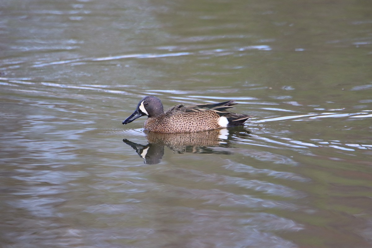 Blue-winged Teal - ML440631551