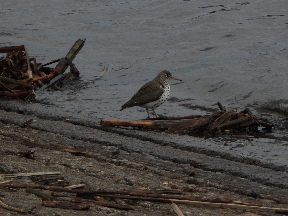 Spotted Sandpiper - Amy B