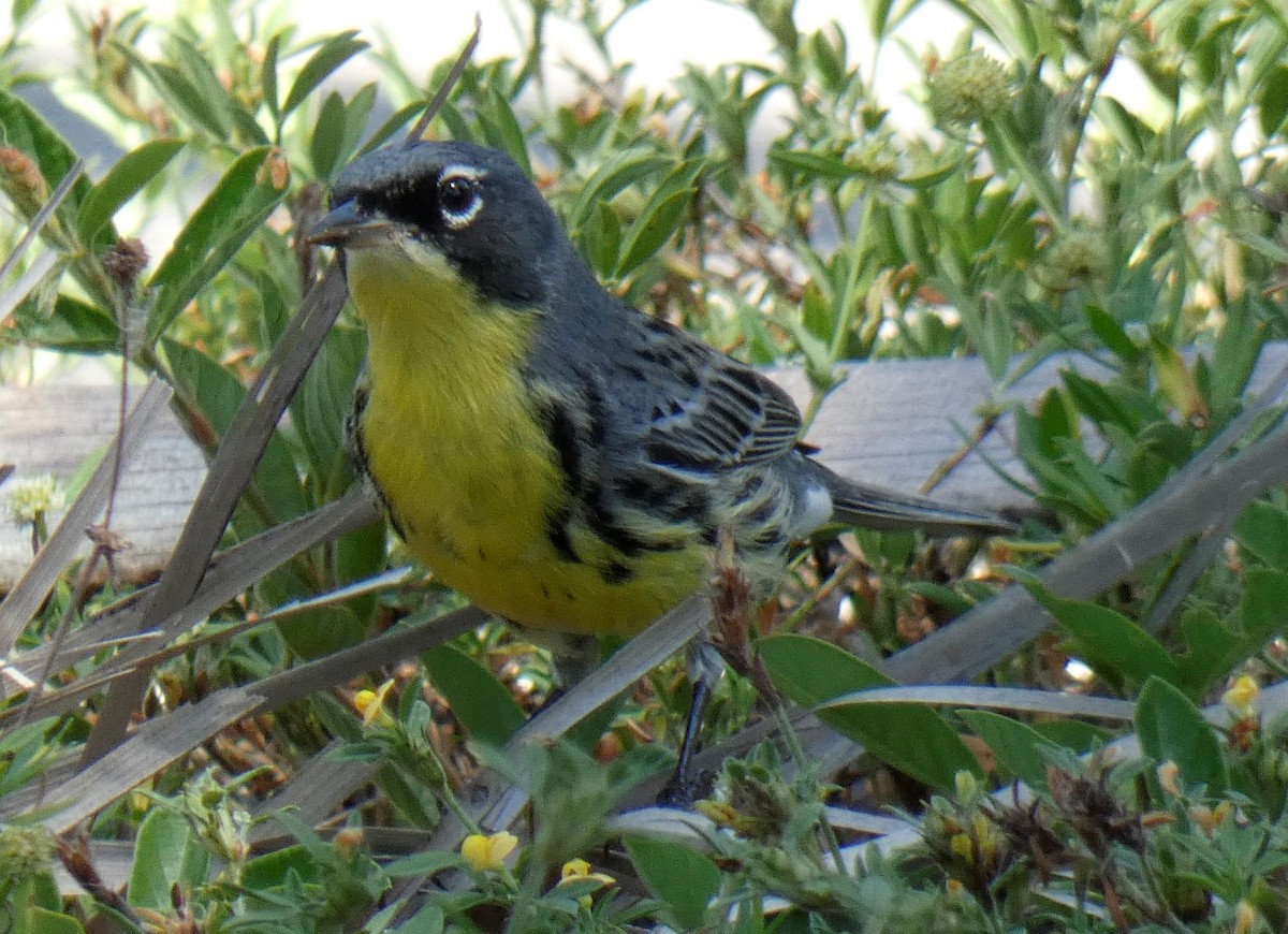 Kirtland's Warbler - Valeri Ponzo