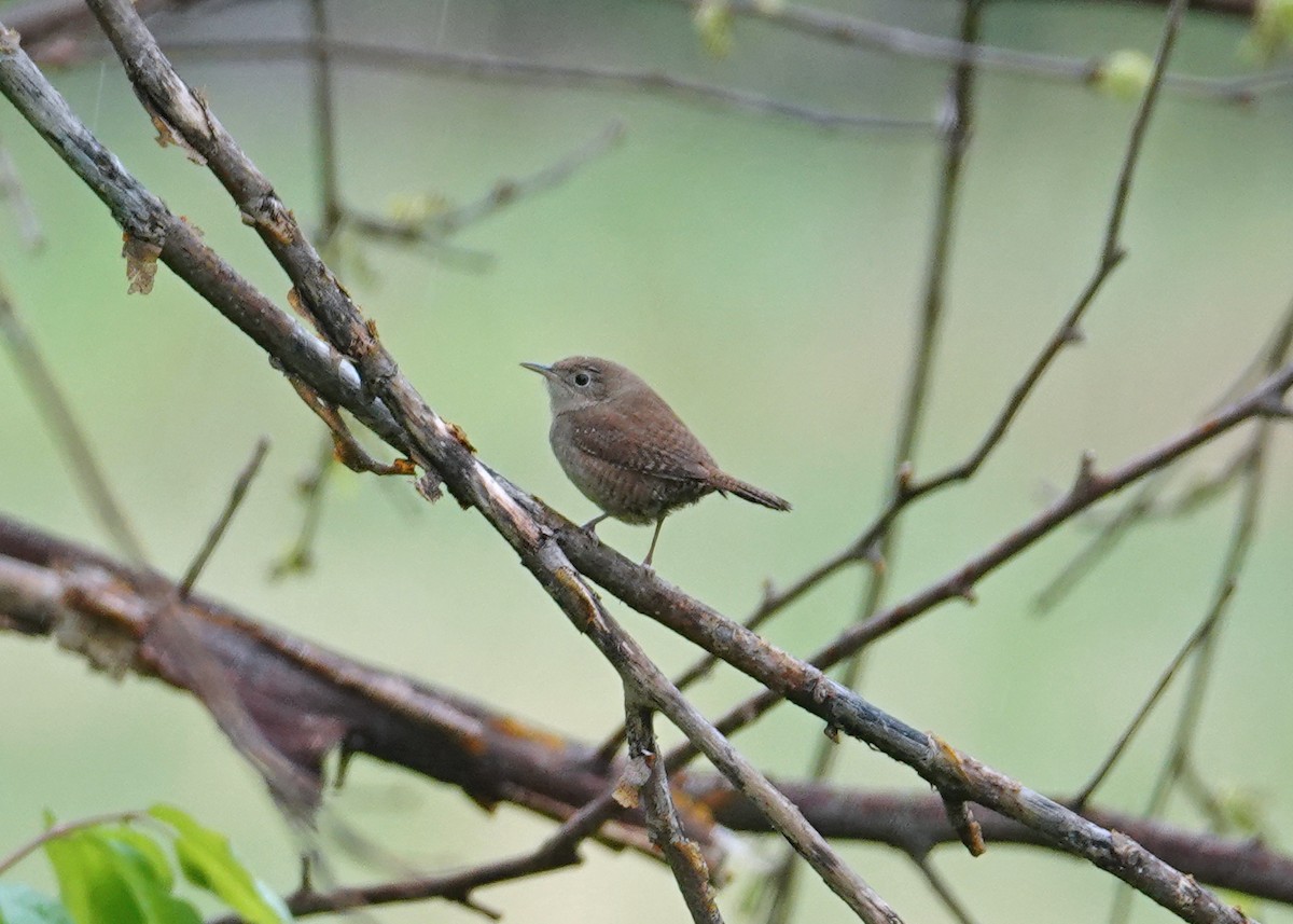 House Wren - ML440634471