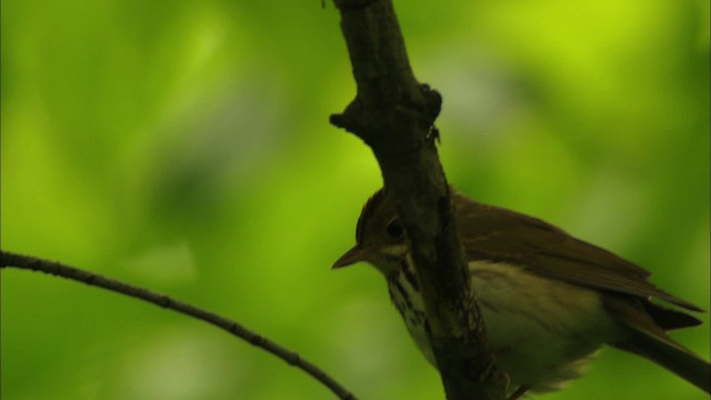 Ovenbird - ML440635