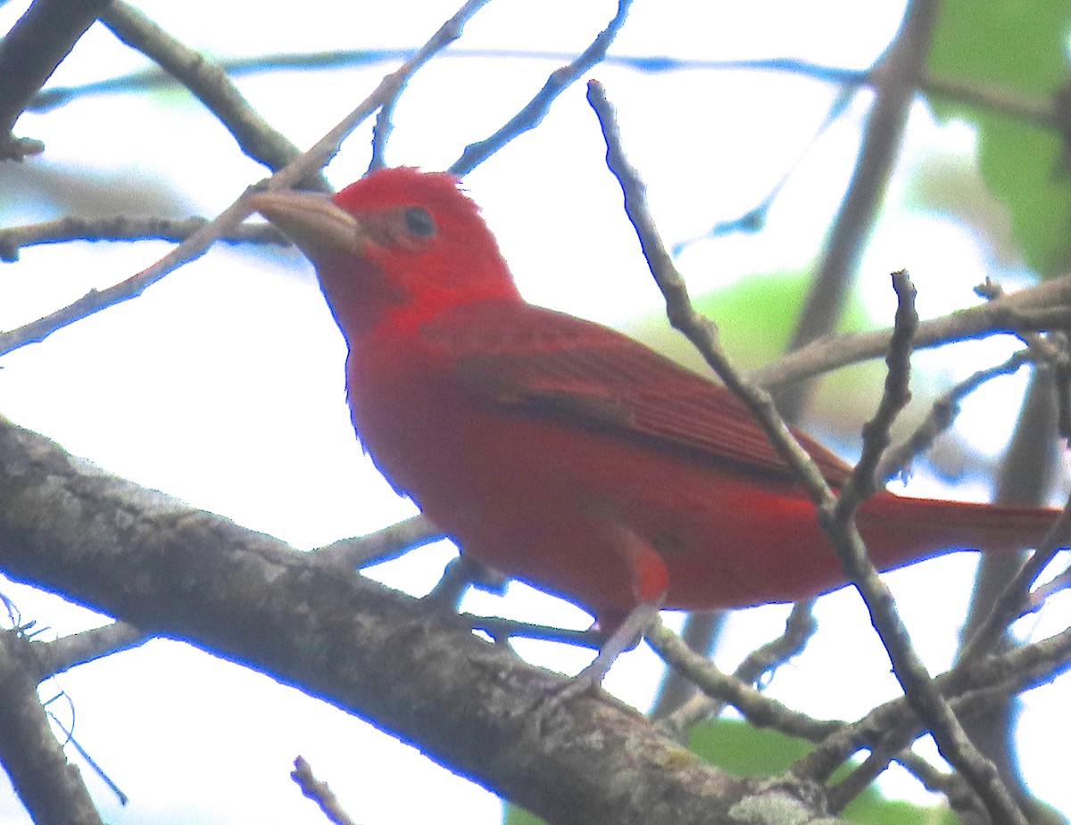 Summer Tanager - ML440636111