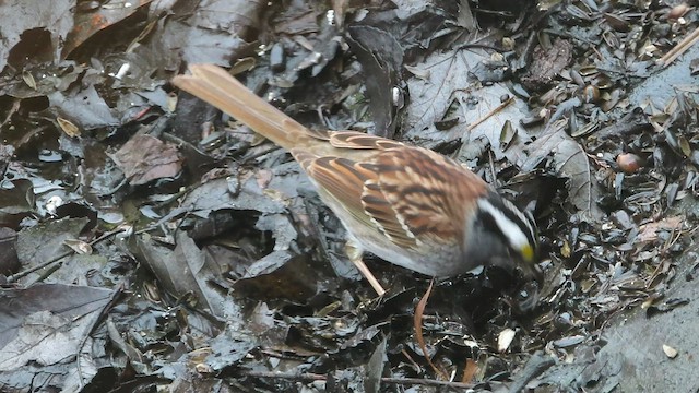 White-throated Sparrow - ML440636871