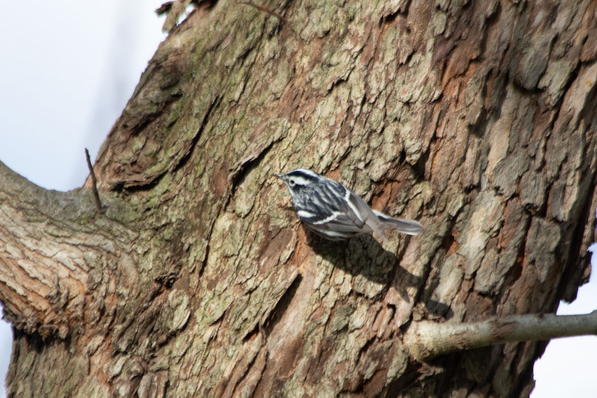 Black-and-white Warbler - ML440638391