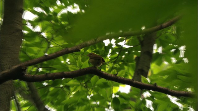 Ovenbird - ML440640