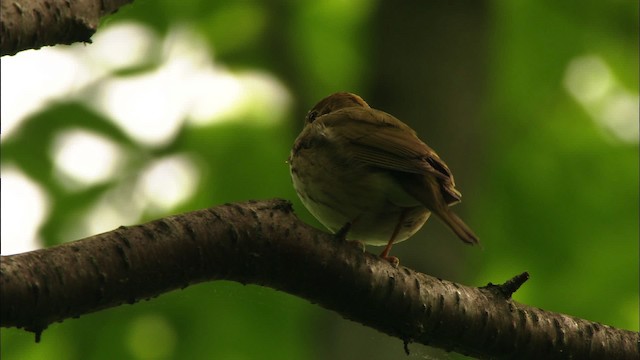 Ovenbird - ML440641