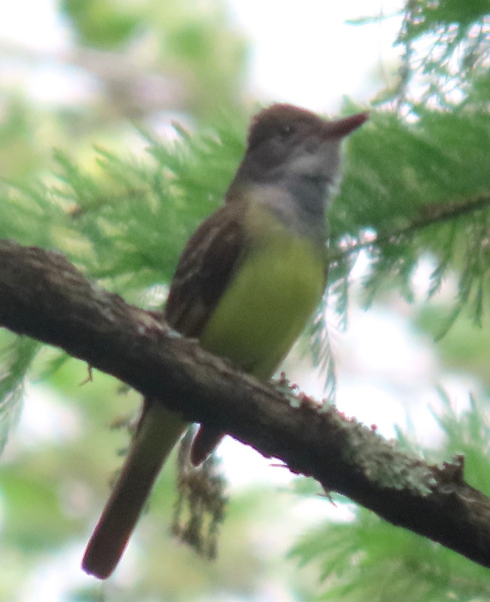 Great Crested Flycatcher - ML440641561